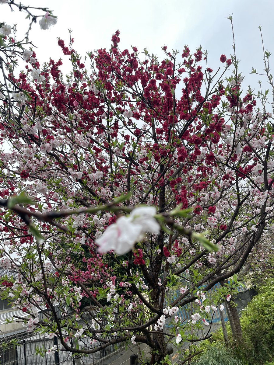 金谷美奈子 tweet media