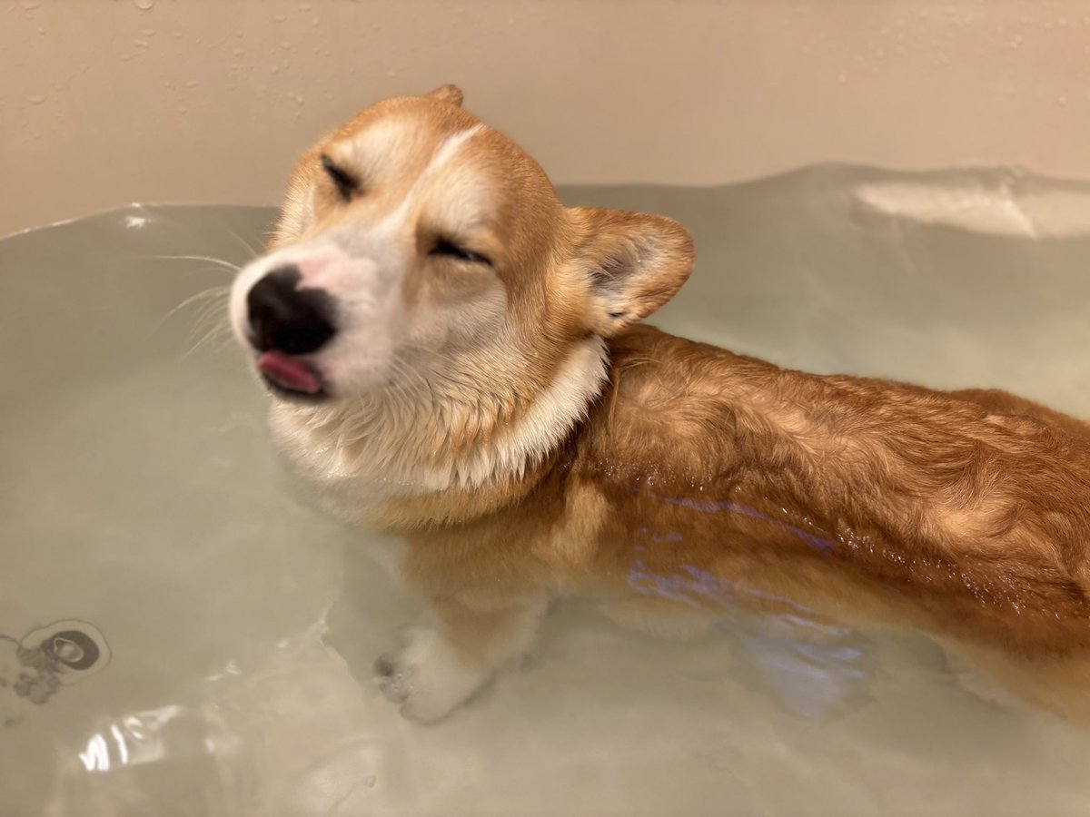 ひなた🐶 tweet media