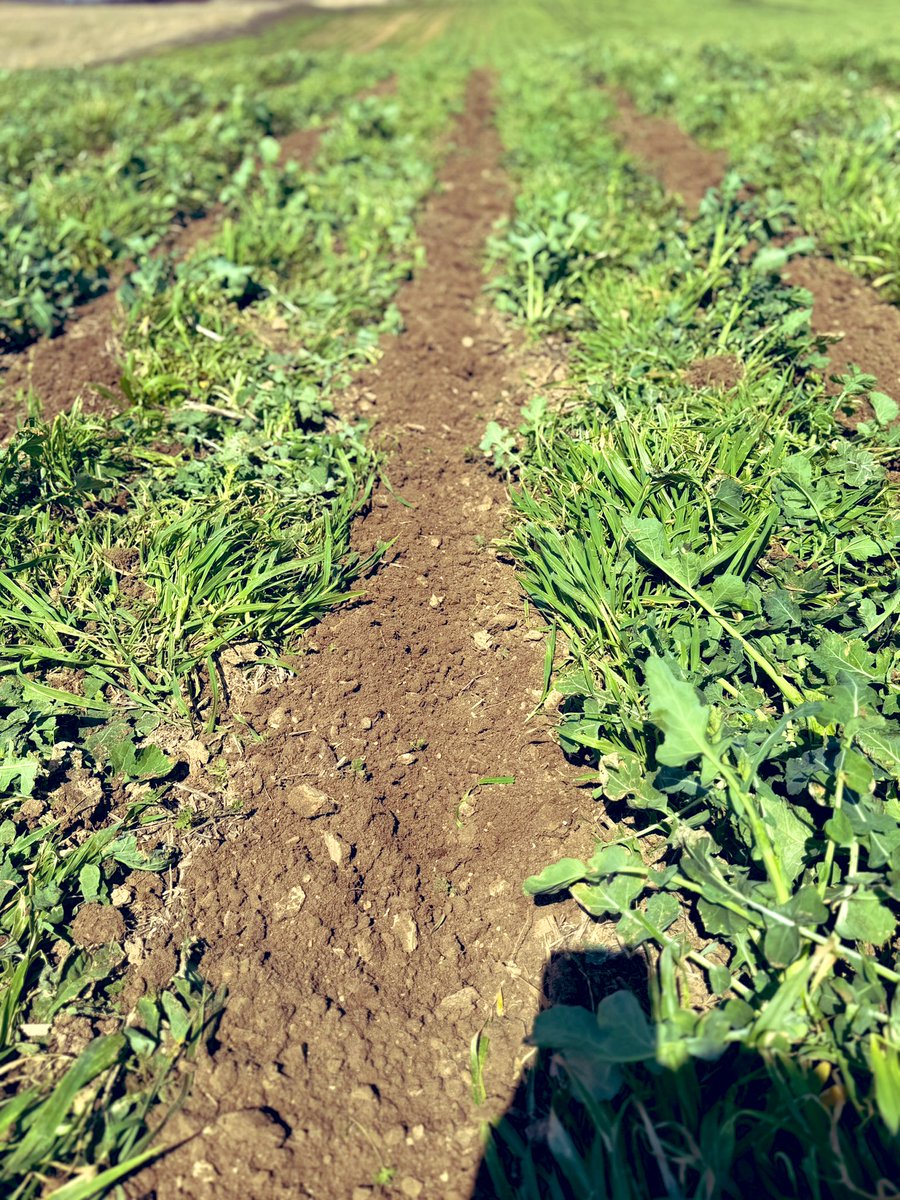 Banded Ag, LLC tweet media