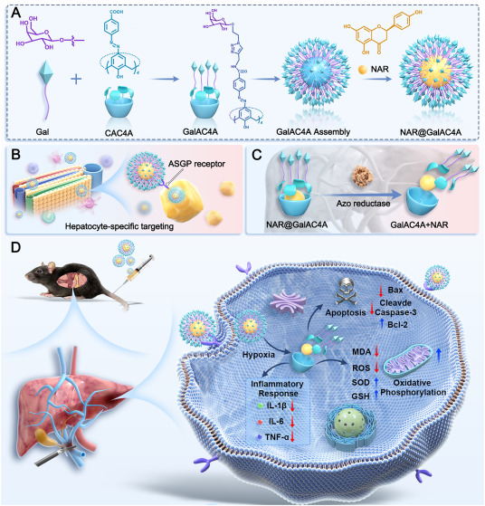 Guo_Group's tweet photo. Targeted therapy for liver ischemia reperfusion injury.🩺Congratulations to Prof. Wen Hou and Prof. Zhongyang Shen (both from Nankai University) for their leading and expertise.👏
📄Check it out here please:
https://t.co/MruLLj0W9P https://t.co/g2lJB8u8R7