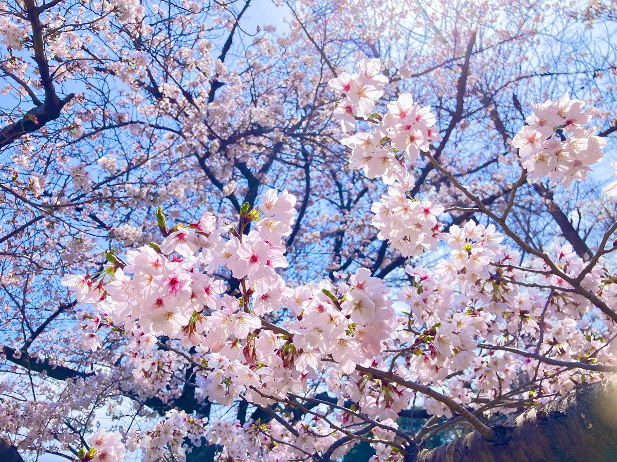 大崎公園【公式】 tweet media