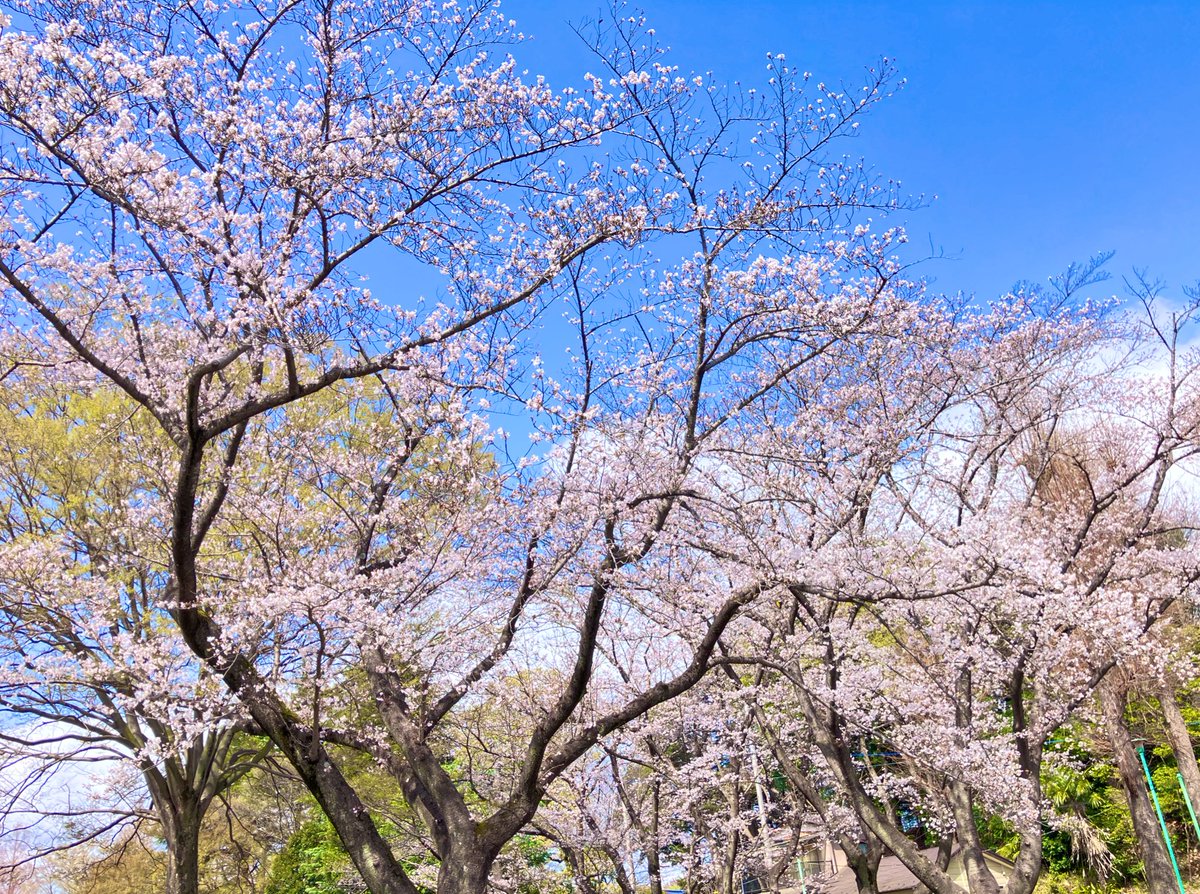 大崎公園【公式】 tweet media