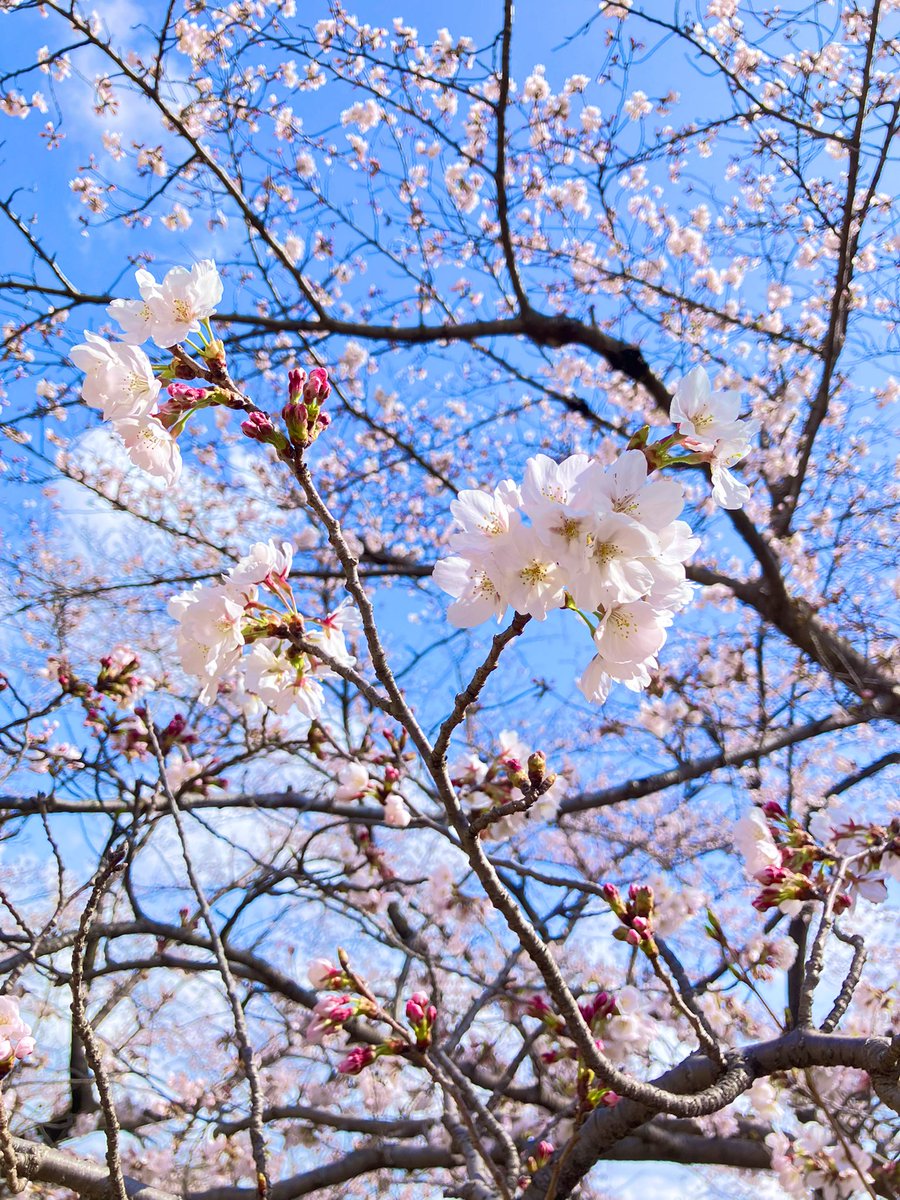大崎公園【公式】 tweet media