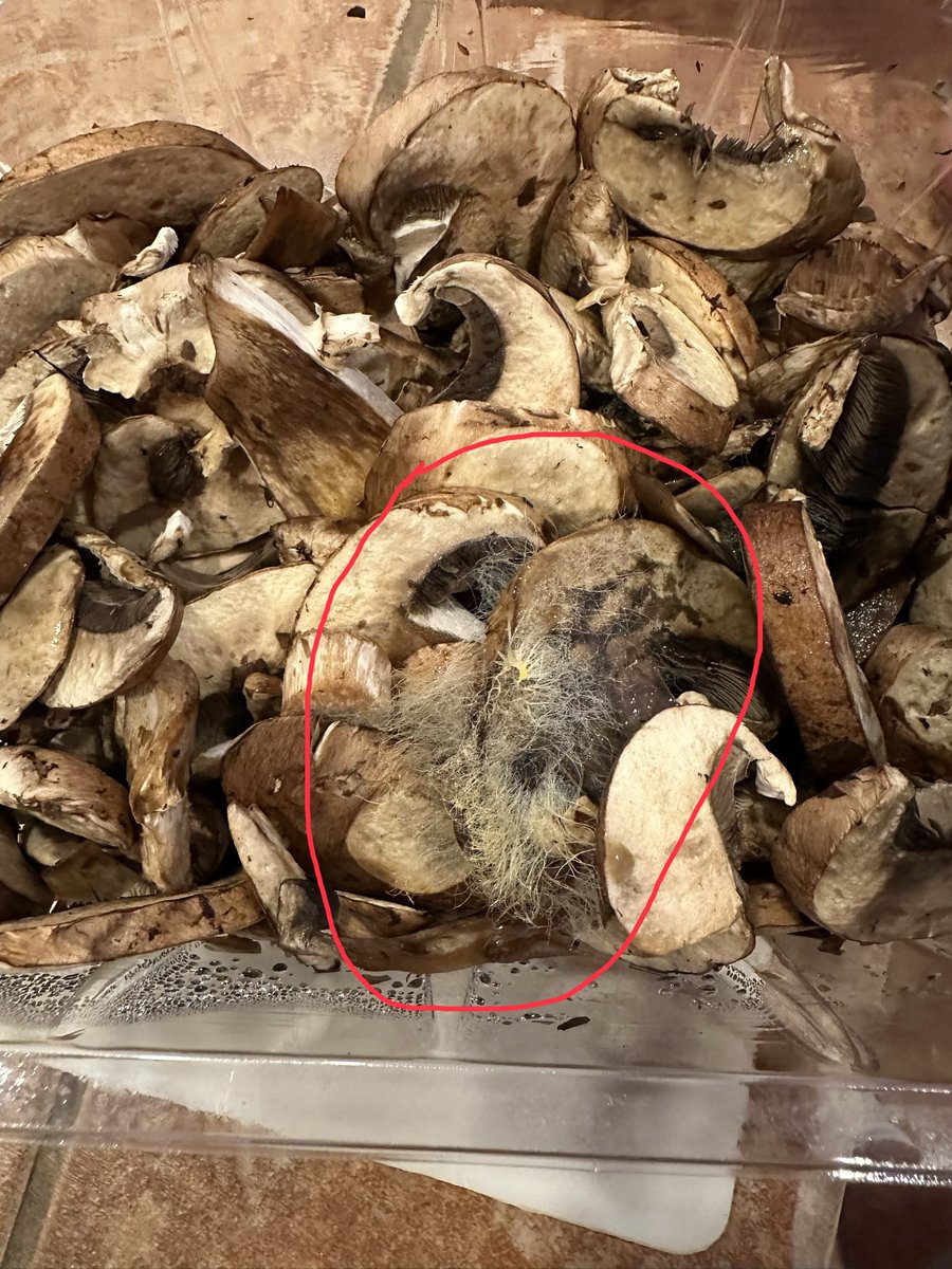 Scott J Brown 🇺🇸 tweet media