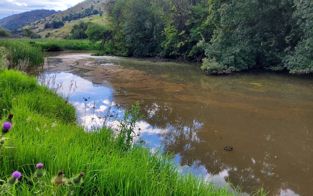 Spanxfull's tweet photo. @SikonathiM @City_Ekurhuleni @SAHETItweet @nkosindiphile_x Reason for DWS EMI site visit 20 March. Gilloolys dam is SICK. Dam feeds into Jukskei. Past few months sewer &amp; sewer sludge polluting back end of dam (bordering old stables). Escalated to DWS again. CoE failed to engage/provide substantive fback.
@DWS_RSA @PresidencyZA @GDCoGTA https://t.co/axcd2hLRTT