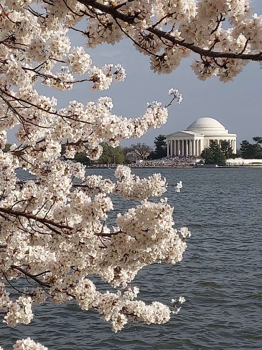 GeetGoindi's tweet photo. #CherryBlossom #PeakBloom #SpringInWashington #TidalBasin #DC https://t.co/RU2leeqUti