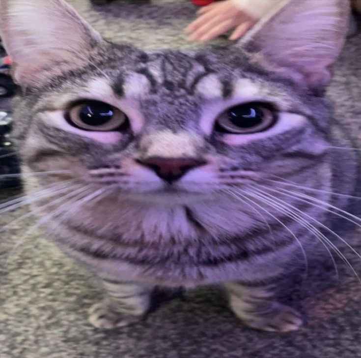 Kikuoka Oni Ch. | Vtuber Tukang Joki Game tweet media