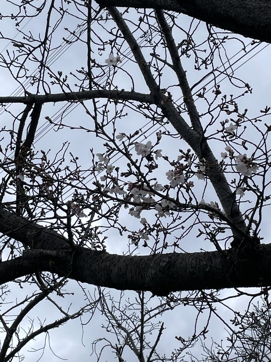 桜咲いてる〜
…逆光すぎる! 