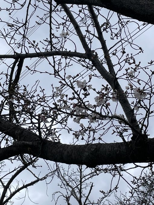 桜咲いてる〜
…逆光すぎる! 