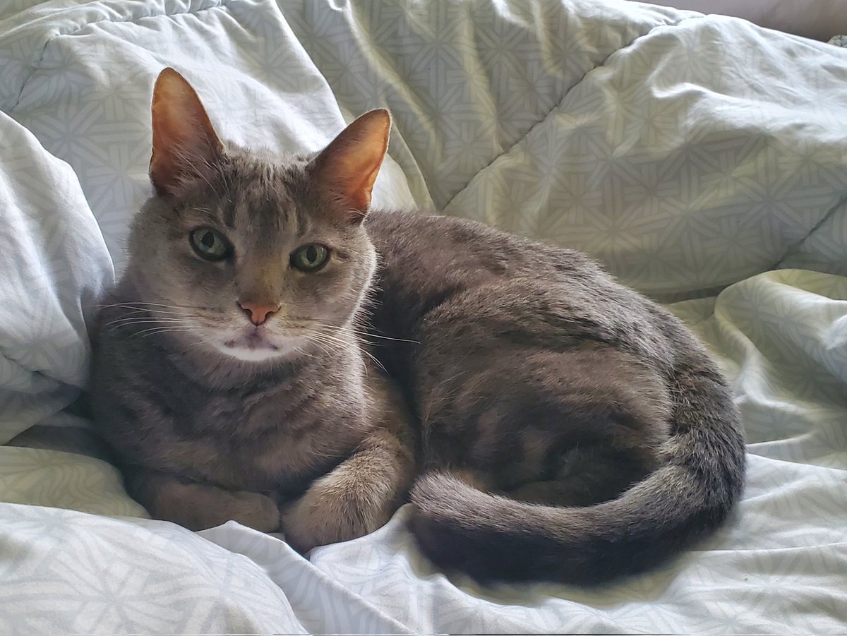 drawingoblin🍉 tweet media