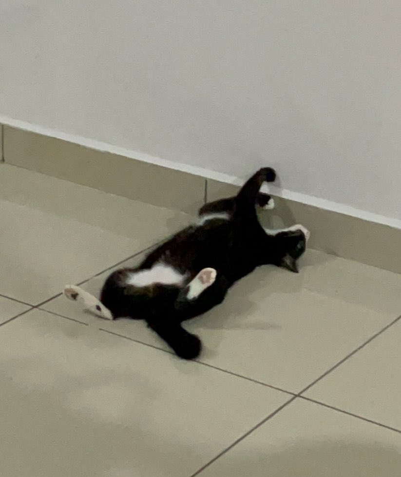 Axel Axotis 🌊🪸 tweet media