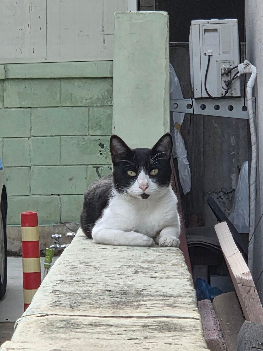 겨울밤/🐬TermMax / MemeMax⚡️ tweet media