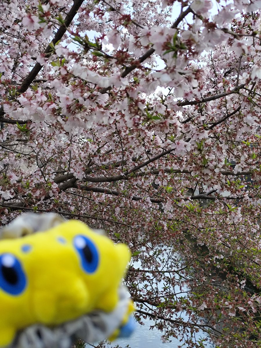 春眠 暁 3/21 D08 アイドール76 tweet media