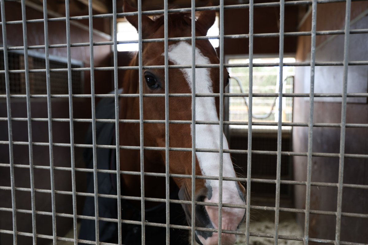 ゴットマン tweet media