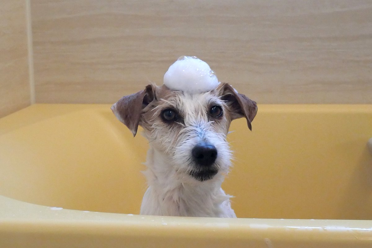 おちゃ tweet media