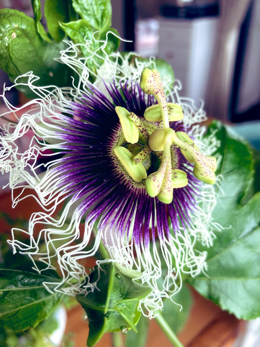 エレファンファーム🐘水耕栽培(スタッフえれちゃーん) tweet media