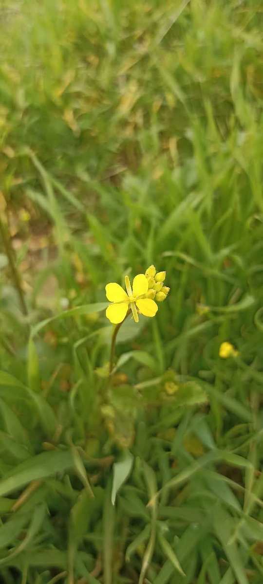 Esma Güneş tweet media