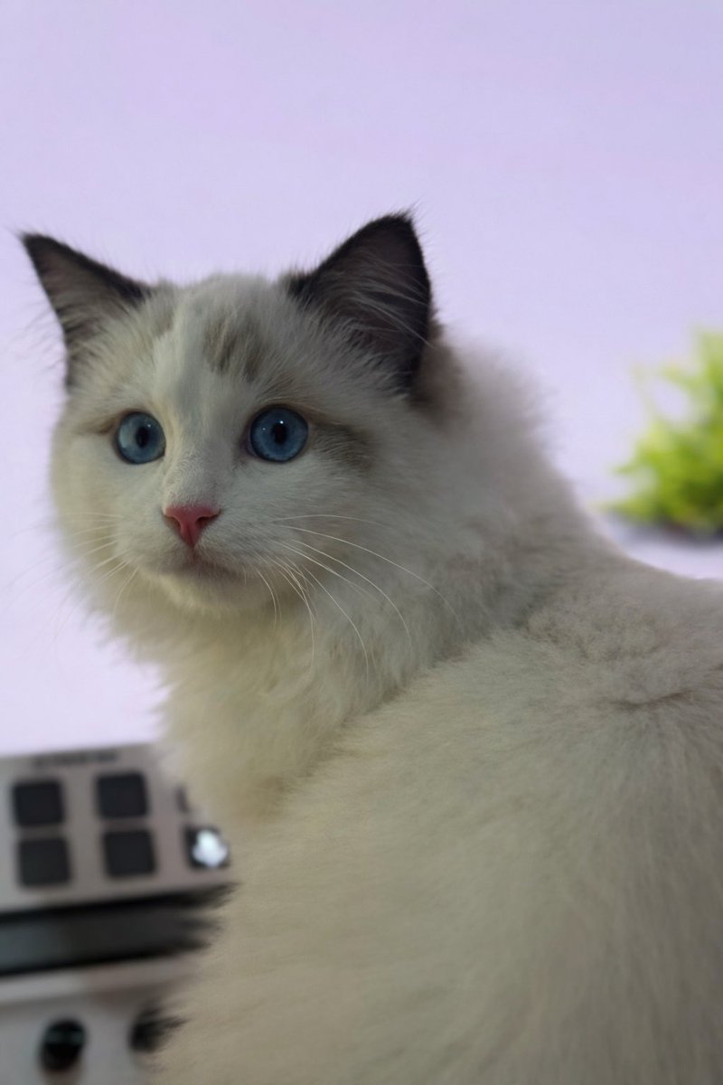 Naanny_lee's tweet image. Baby Yokai ❤️ 
#cat #cute #ragdoll