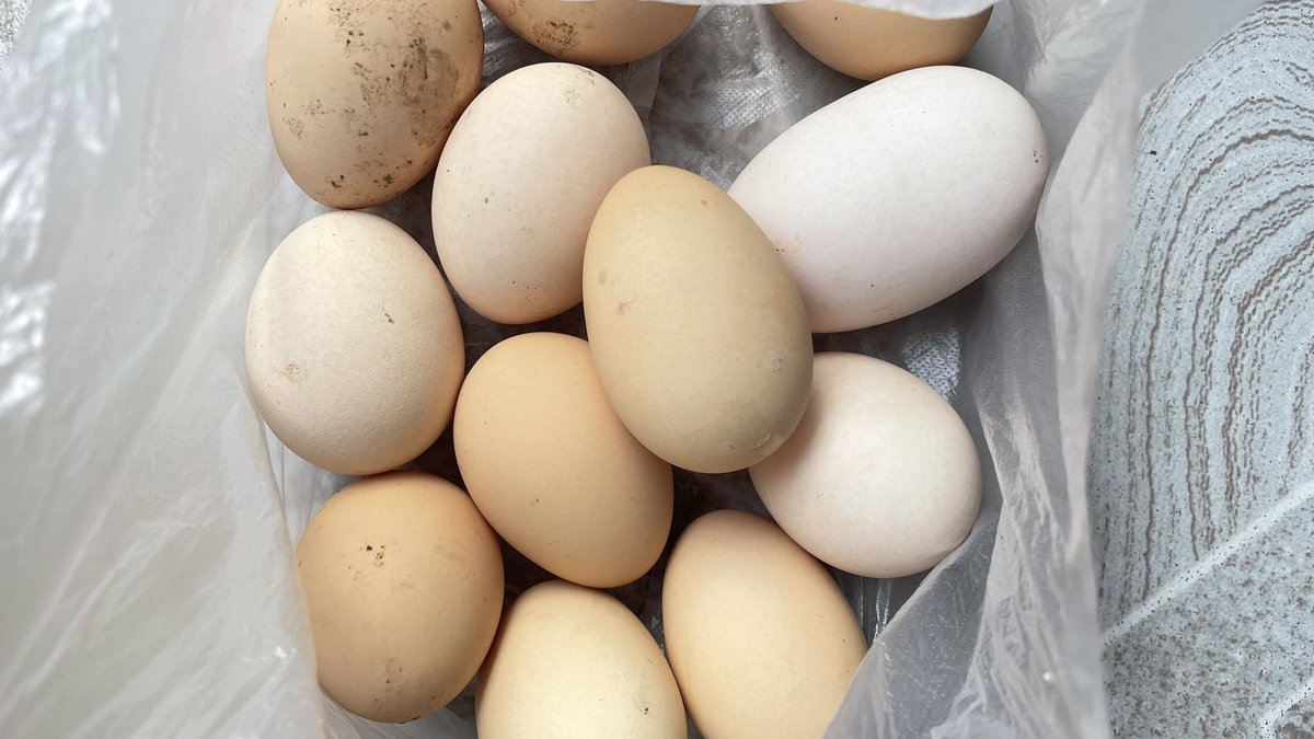 超市里的白皮鸡蛋并非是真正的土鸡蛋。

这个是真正的散养土鸡下的蛋，下的鸡蛋基本上是这两种颜色。

养殖场的鸡，下蛋后给两种颜色区分开，白色的当土鸡蛋出售，价格高一些。

土鸡蛋蛋黄没有特别黄，但是吃起来特别香。