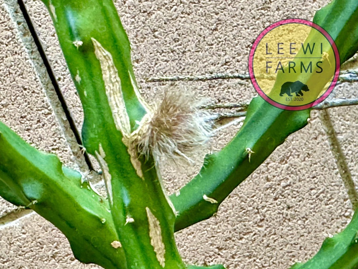 leewifarms's tweet photo. Dragon fruit season is in full swing here in SoCal. One of our favorite varieties, Macdonaldiae (Mac), is already budding in March, buds everywhere! https://t.co/3xzB14WNTf