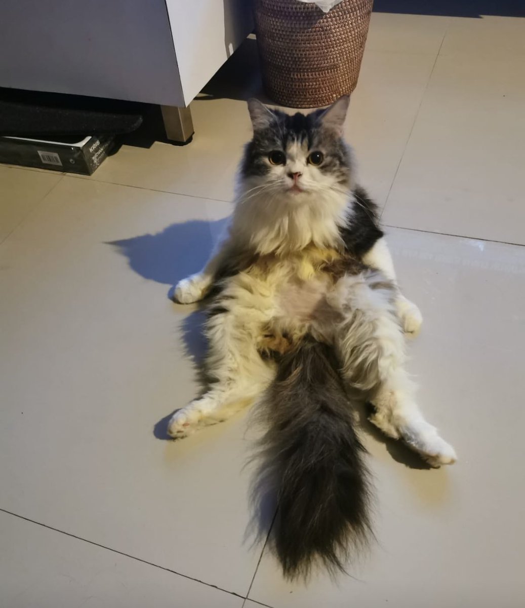 TWINKATRON6969 tweet media