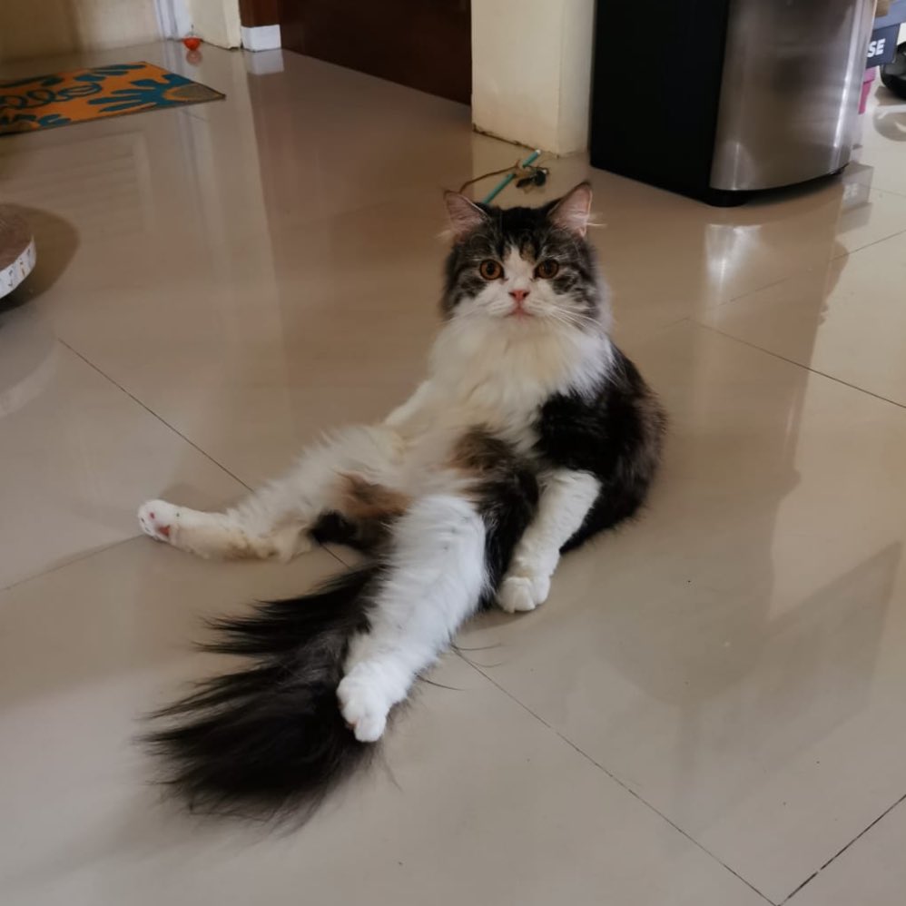 TWINKATRON6969 tweet media