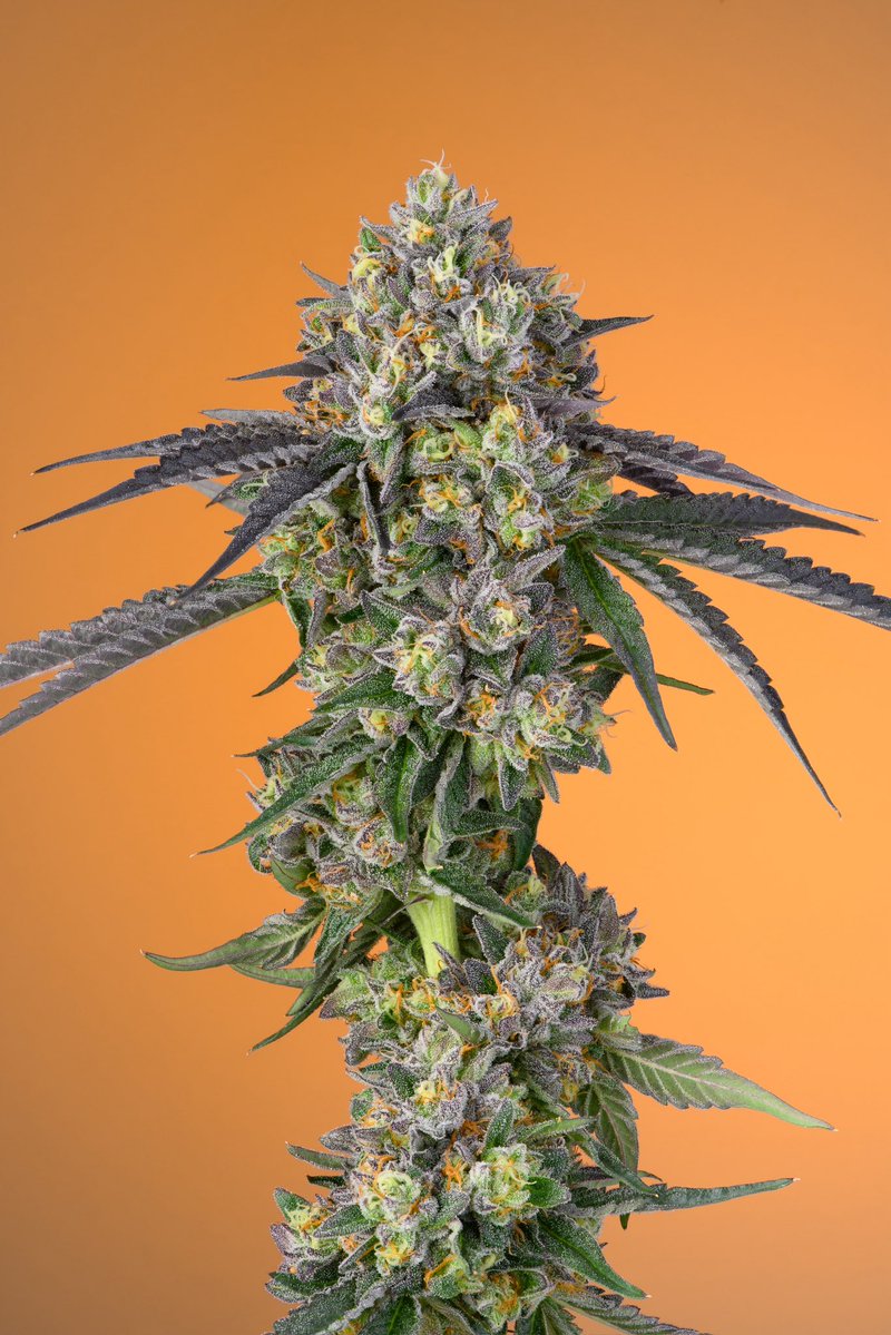 Khalifa Kush tweet media