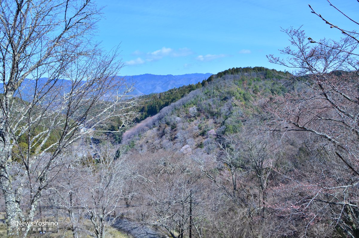 吉野山最新情報 tweet media