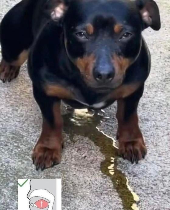 Knigthw4ve 🔞(close commisions) tweet media