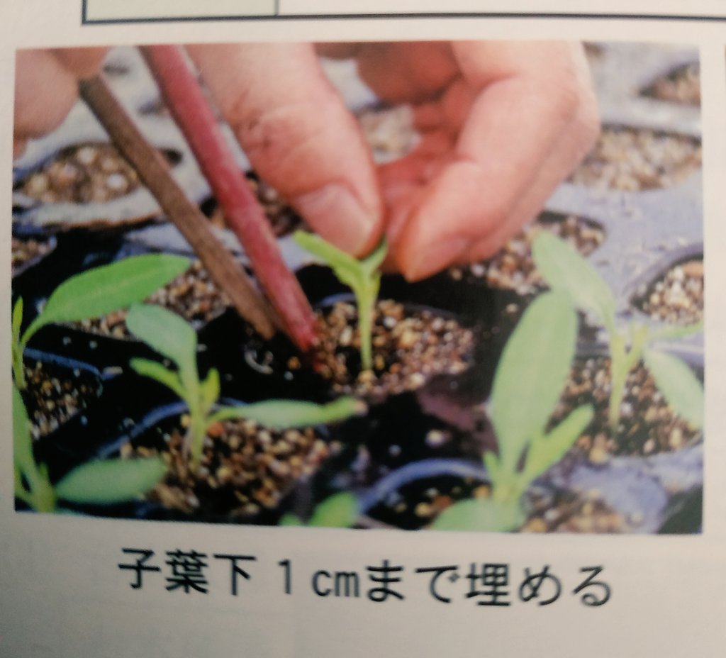 千葉農園 tweet media