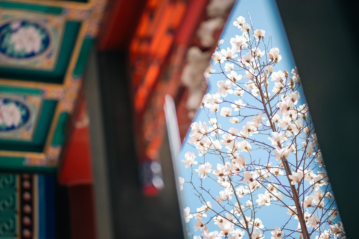 PKU1898's tweet photo. Magnolia petals against crimson windows — a quiet poetry in the air.

📷: Gao Zihan

#PekingUniversity #PKUinSpring #DiscoveringPKU https://t.co/bHjOhrMTRq