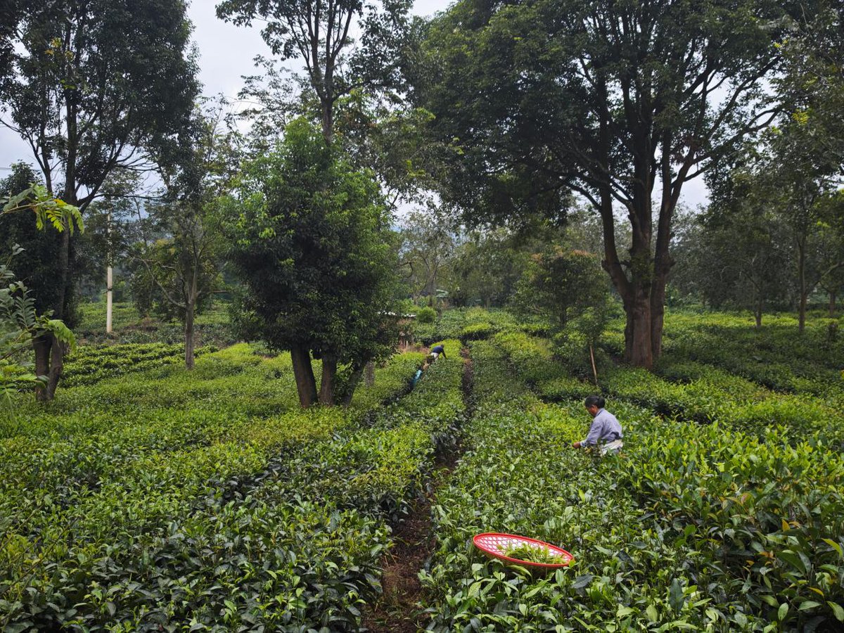 Beautiful China tweet media