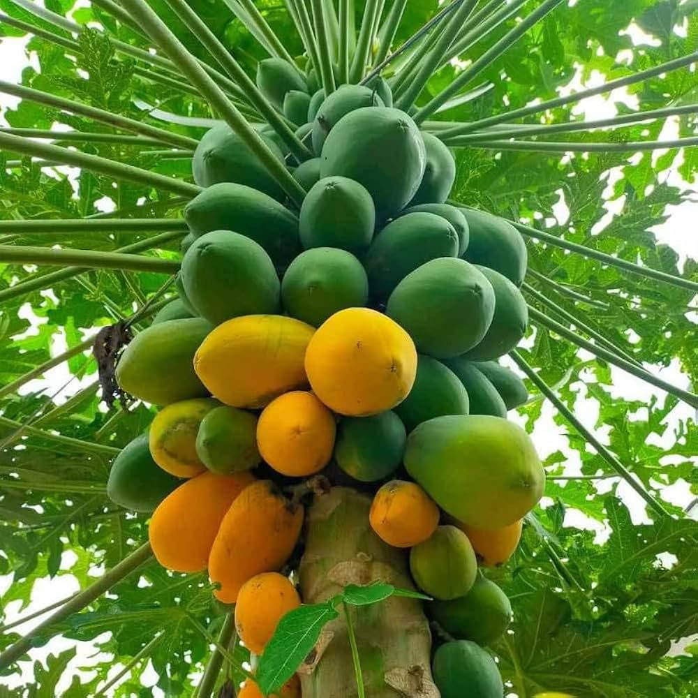🥭 पपीता (Papaya) सेहत का खजाना, लेकिन संतुलन जरूरी!

गर्मी हो या सर्दी, पपीता एक ऐसा फल है जो हर मौसम में शरीर को फायदा देता है 😄
इसका मीठा स्वाद और पोषण से भरपूर गुण इसे एक सुपरफूड बना देते हैं।

🟢  पपीता के फायदे:
1.पाचन के लिए बेहतरीन – इसमें पपेन एंजाइम होता है, जो खाना