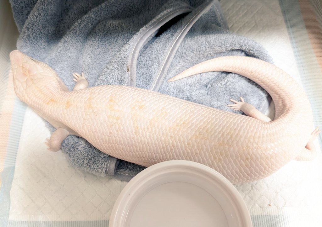 右クリック tweet media