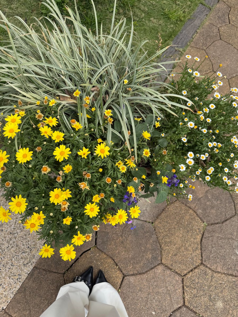 れおな tweet media