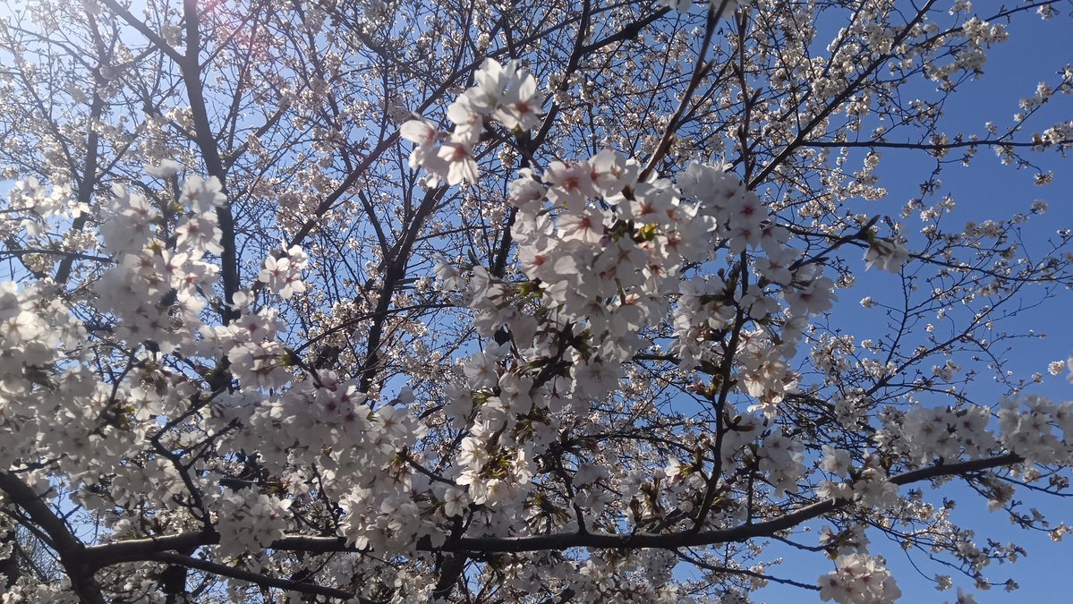 HI⭐ロッキングビート⭐彡 tweet media