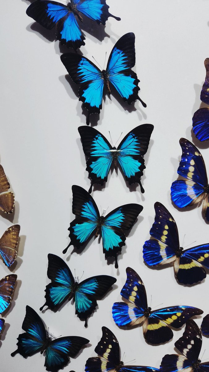 희빈 Heevin🦋피오니 Peony🎀 tweet media