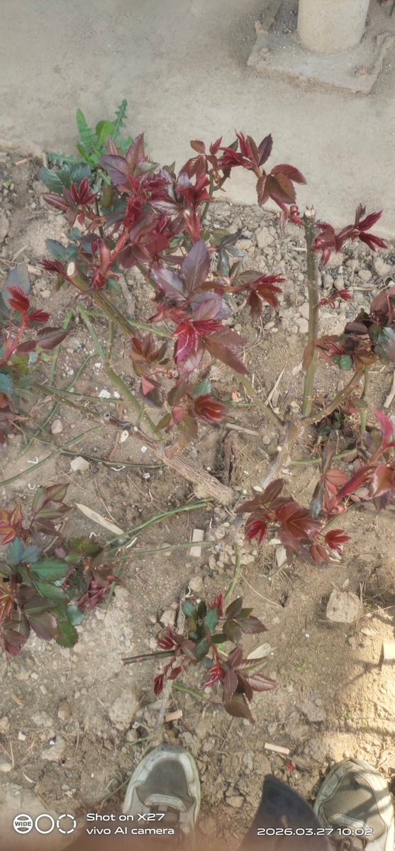 2026/3/27这几天天气转暖，花都开了