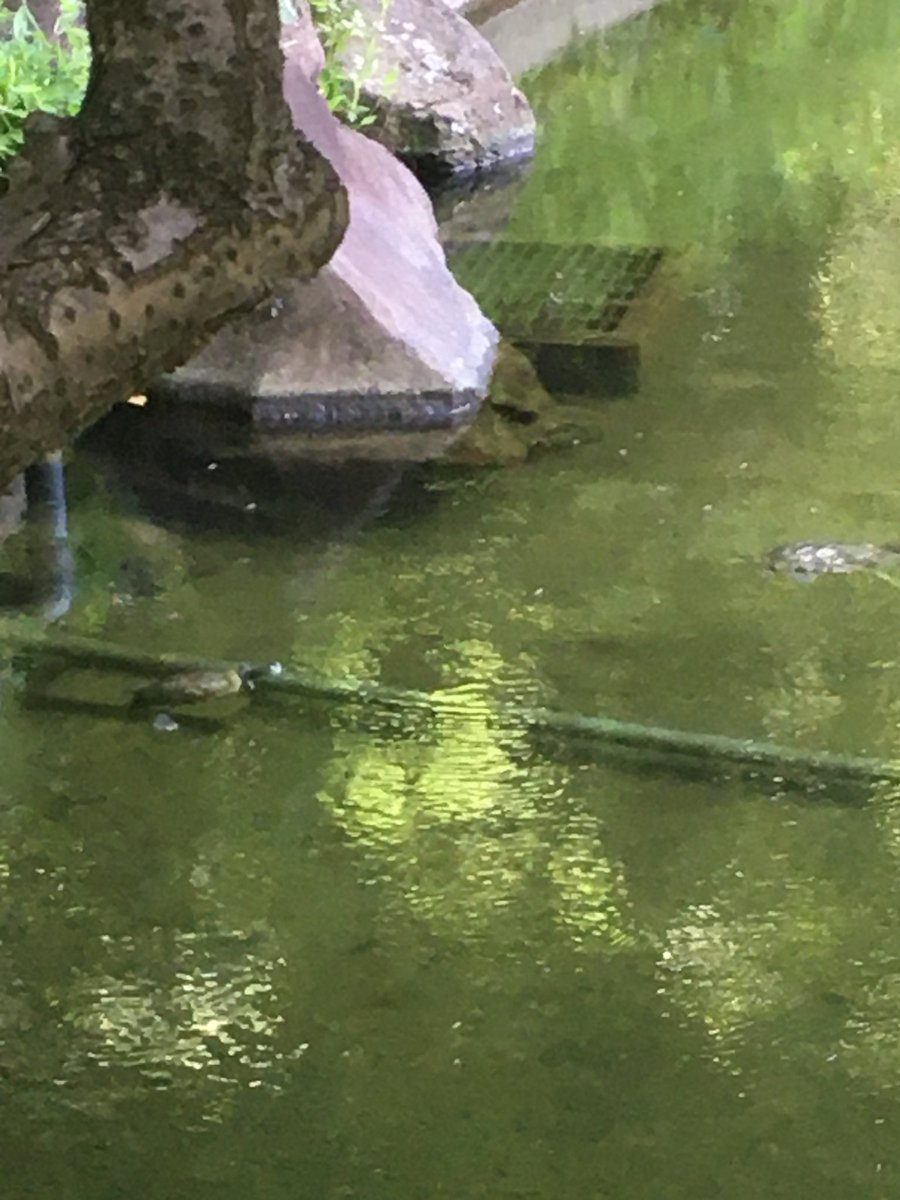 goking／山田剛毅 tweet media