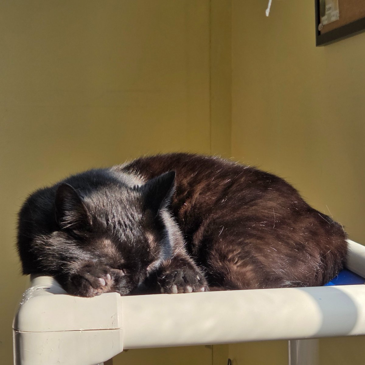 RappCatsAdopt's tweet image. #GoodMorning 
Skunk is BASKING in the lovely spring sunshine!
Do you think he is glowing or beaming?

#BlackCat #Sunshine #AdoptMe #Virginia