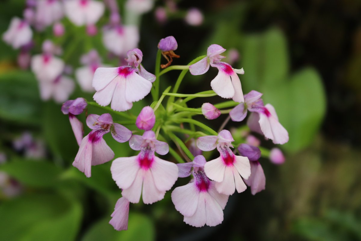 咲くやこの花館 tweet media