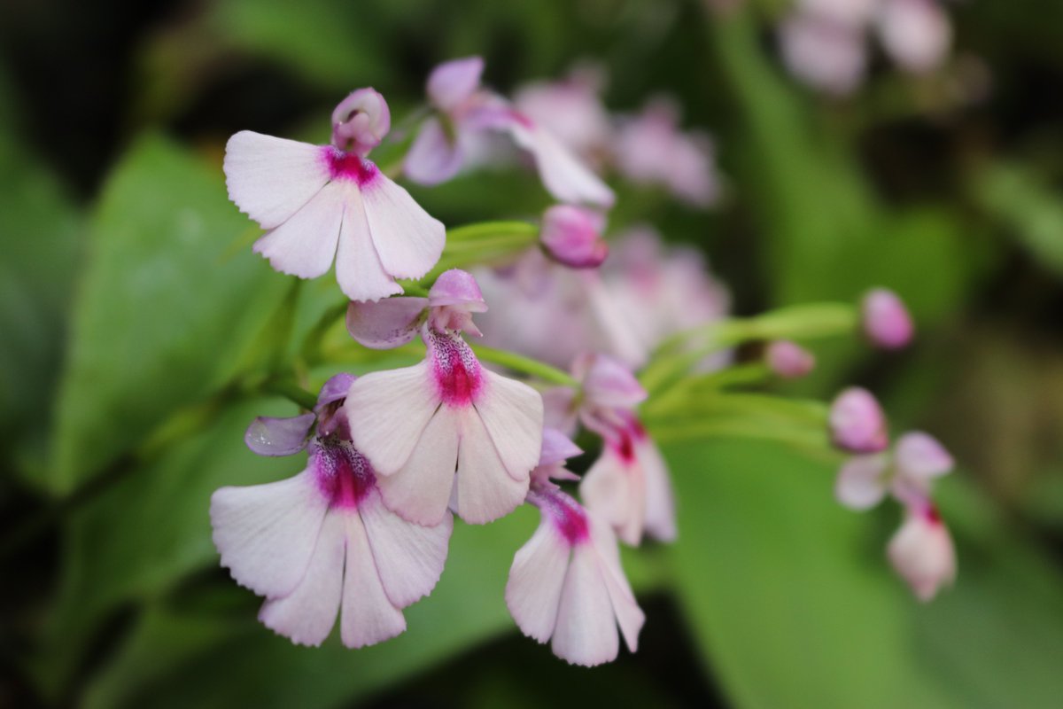 咲くやこの花館 tweet media