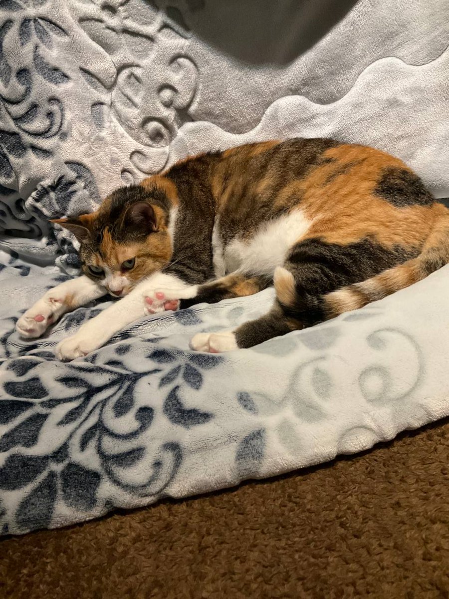 valuer5460's tweet image. まあでも、大丈夫だよ。三菱・三井が「入れなきゃしょうがない」って観念してるプラットフォームを握ってるんだから、今作ってる物件がポコポコ竣工しだせば、嫌でも株価上がる。流石にその頃には、決済も始まってるだろうし。