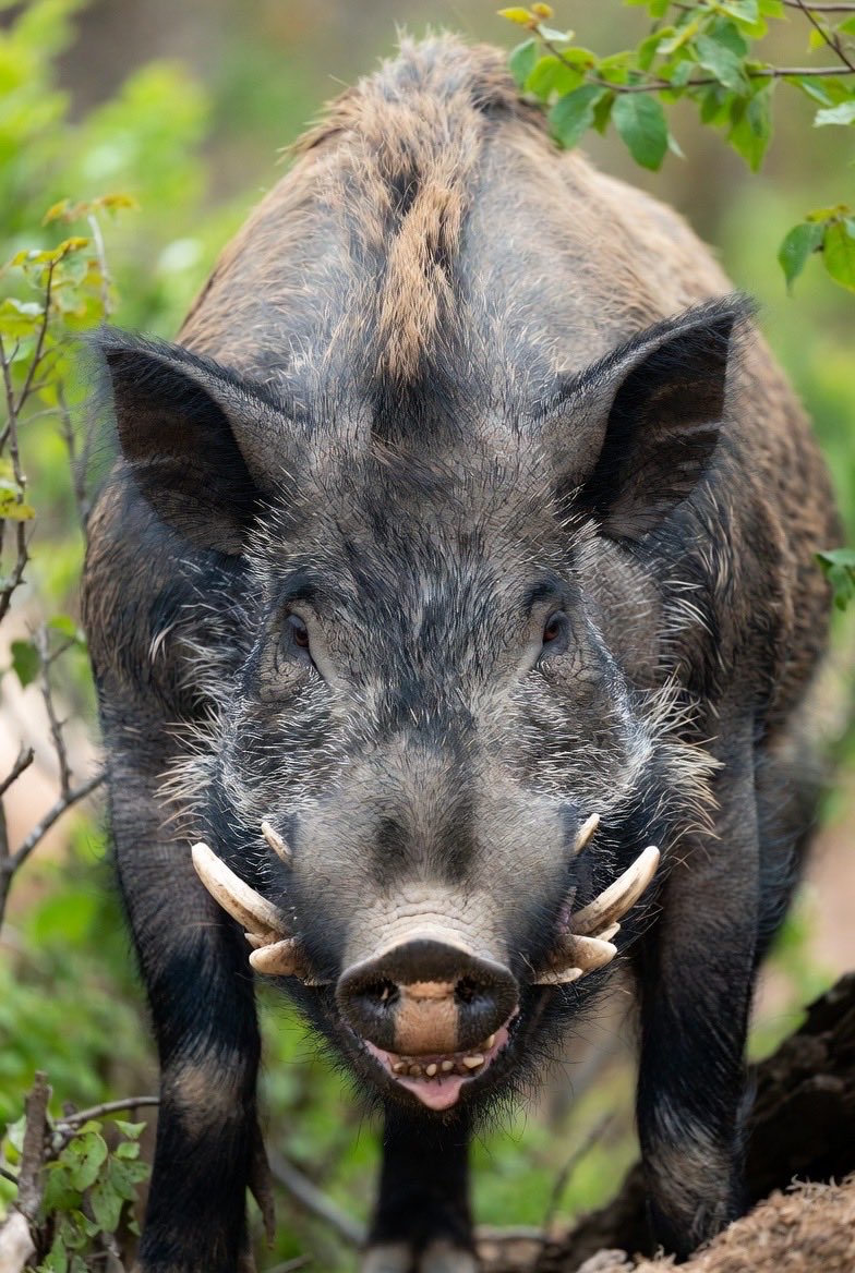 IslandHop1's tweet photo. @RazorbackMBB https://t.co/J7mLjlkF3i