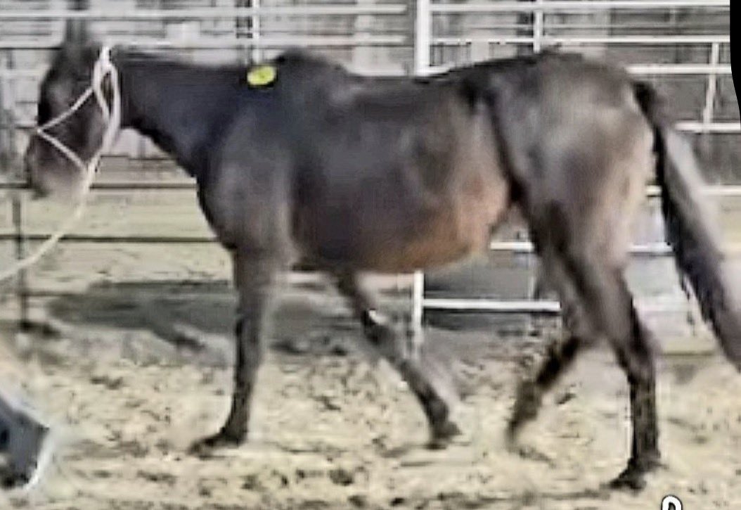 Standardbred Retirement Foundation tweet media