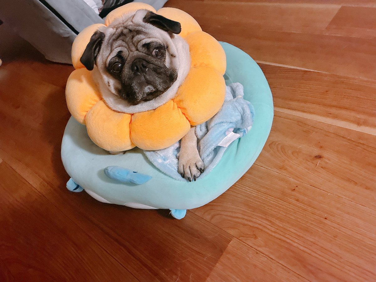 どて煮🐶 tweet media