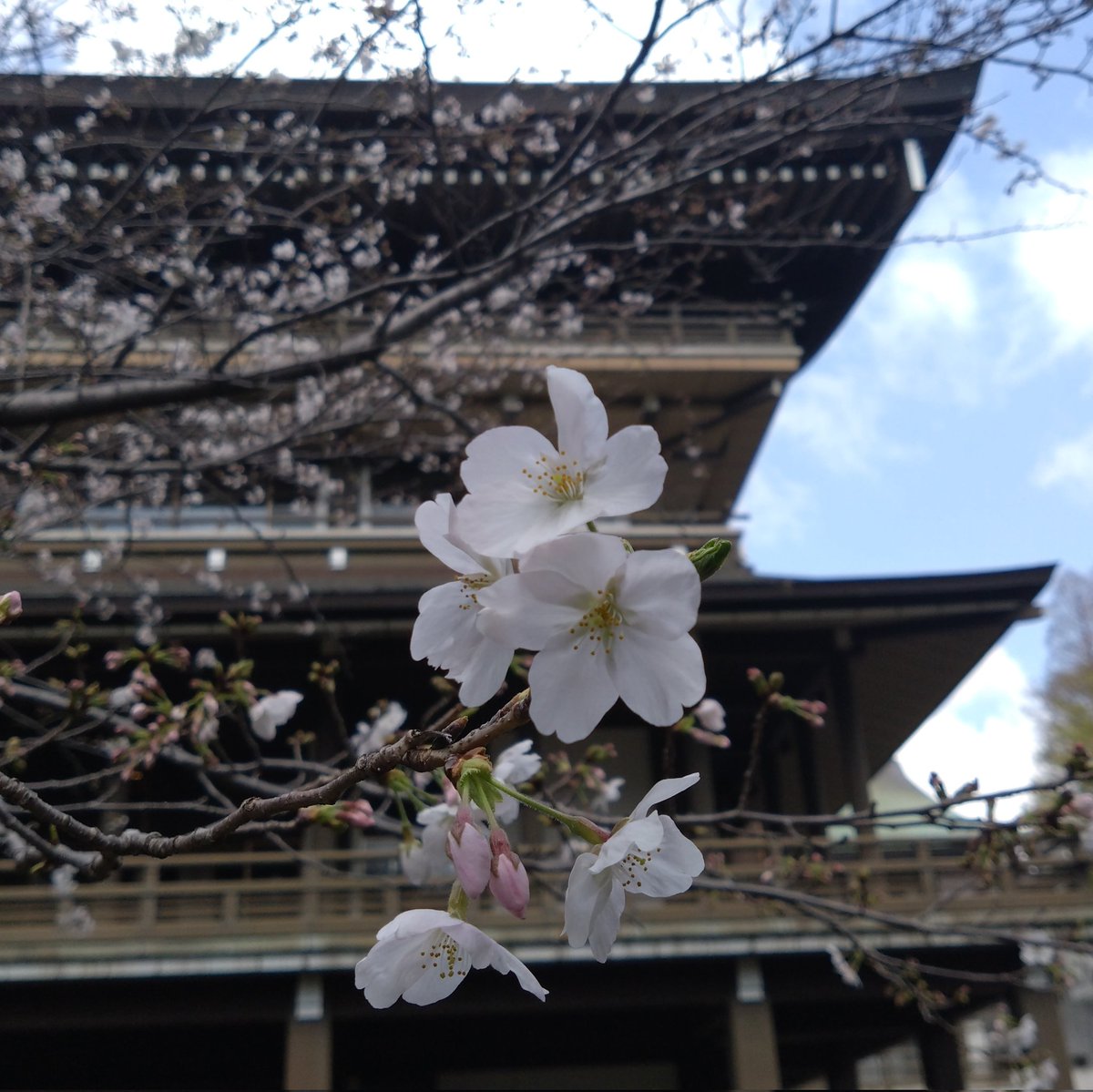 花月園マミー tweet media