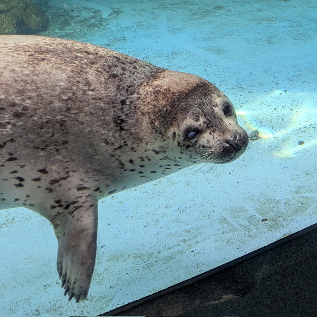 ぴーちゃん tweet media