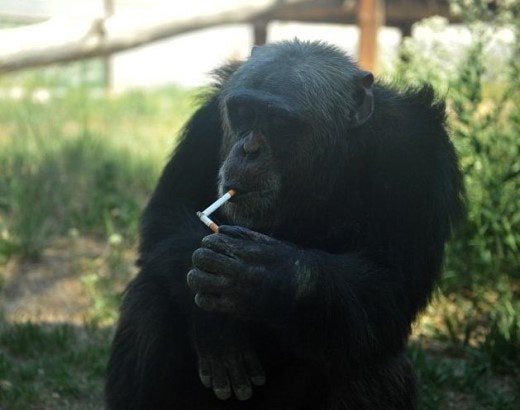 빚갚는미친개 tweet media