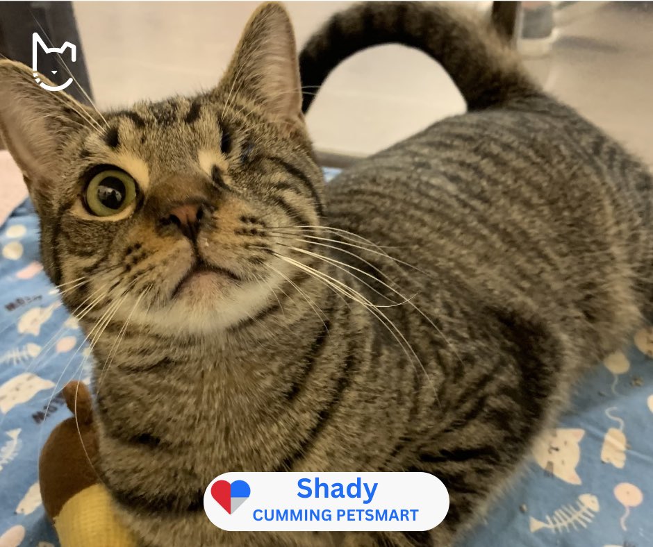 FeralCatProgramGA tweet media